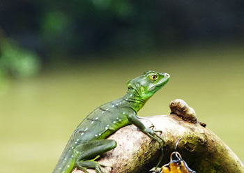 lézard